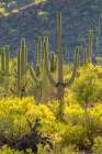 USA-Arizona-Saguaro National Park Sonoran Desert landscape Art Print